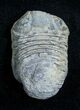 Dipleura Trilobite From Bolivia #3476-1